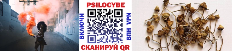 Купить где  Чистополь  Галлюциногенные грибы мицелий 